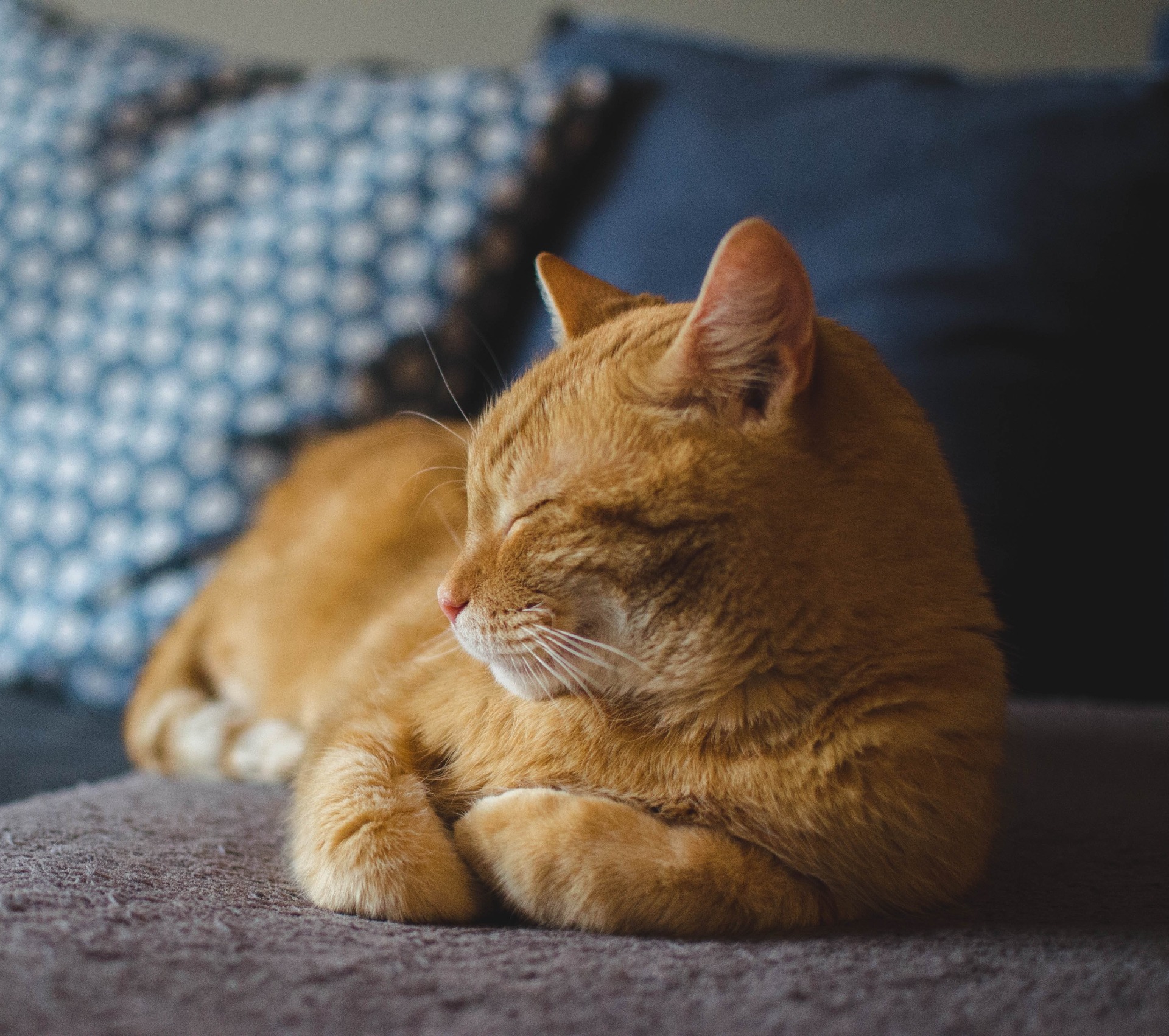 Foto: Daga_Roszkowska / Pixabay