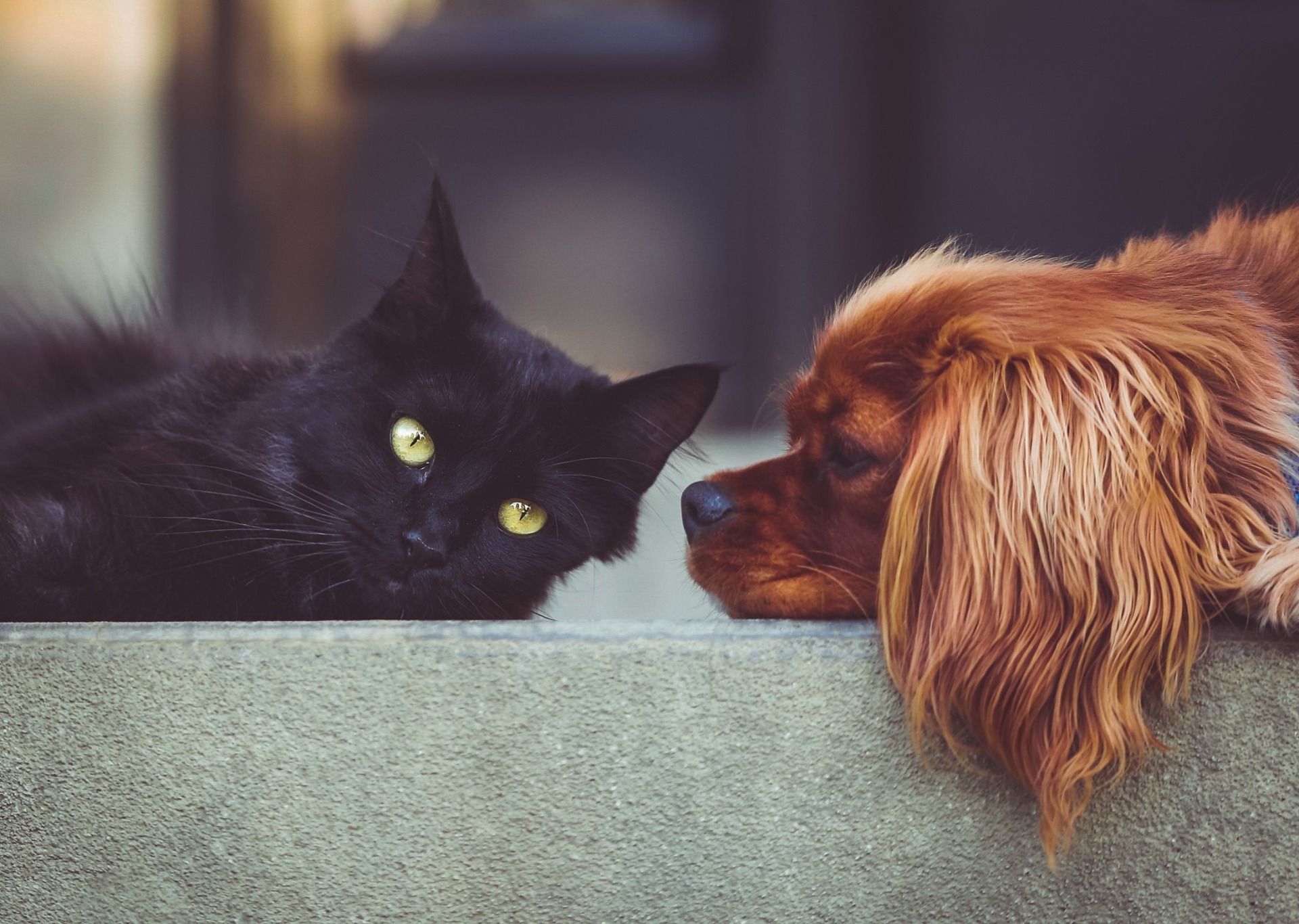 Foto: StockSnap / Pixabay